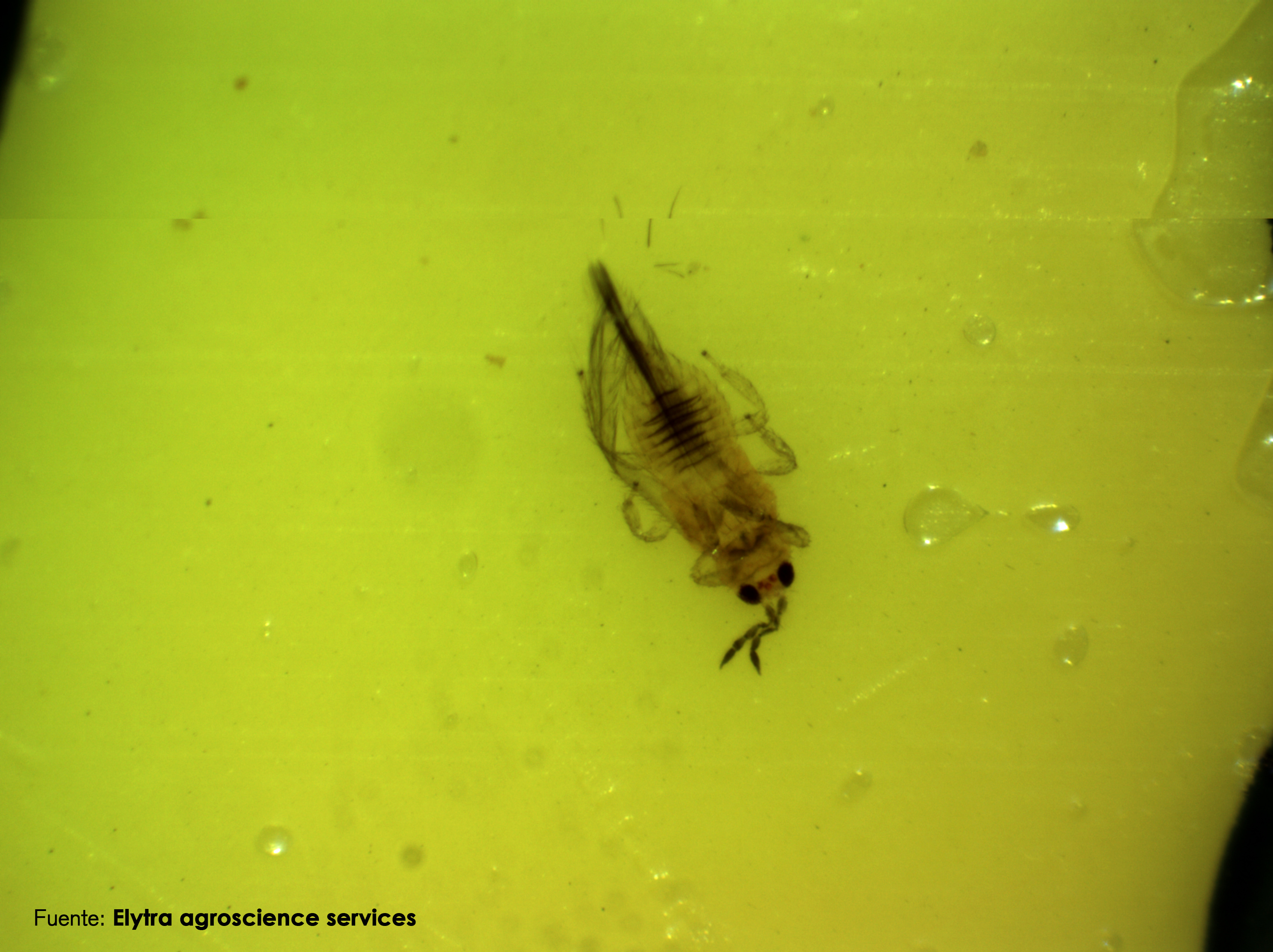 Un estudio de biodiversidad ayuda a detectar una nueva plaga de trips